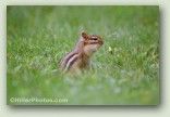 Chipmunk 1 No. 3007