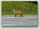 Fox Trot No. 2222