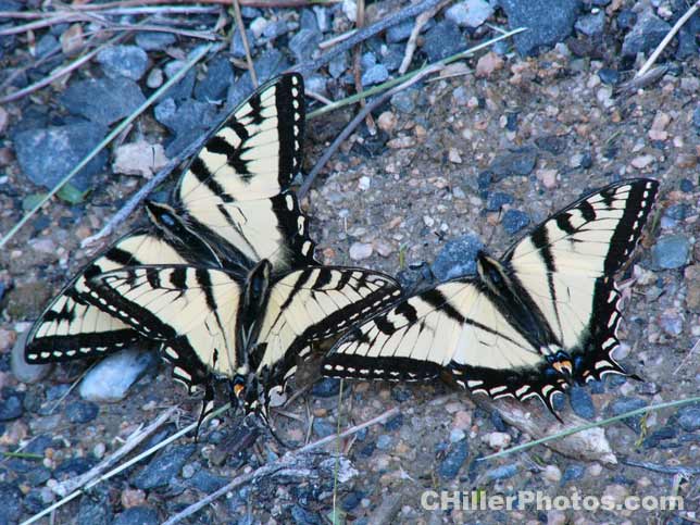 Butterfly Trio