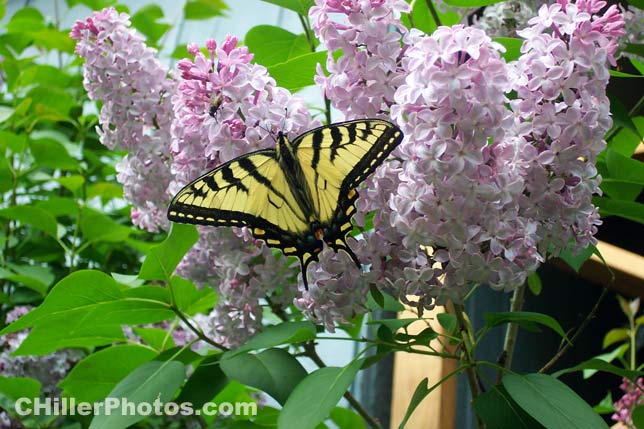 Swallowtail Butterfly