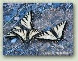 Butterfly Trio No. 2134