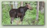 Moose 1 No. 3122